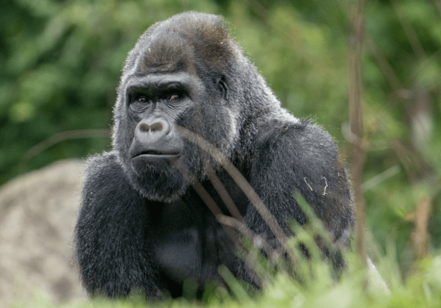 Gorilla